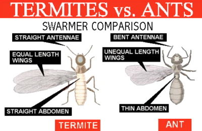 Termite vs Ant