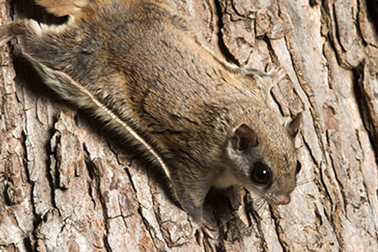 A Pair of Flying Squirrels taken in a 5x5x24 Comstock Live